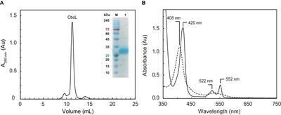 Electron Flow From the Inner Membrane Towards the Cell Exterior in Geobacter sulfurreducens: Biochemical Characterization of Cytochrome CbcL